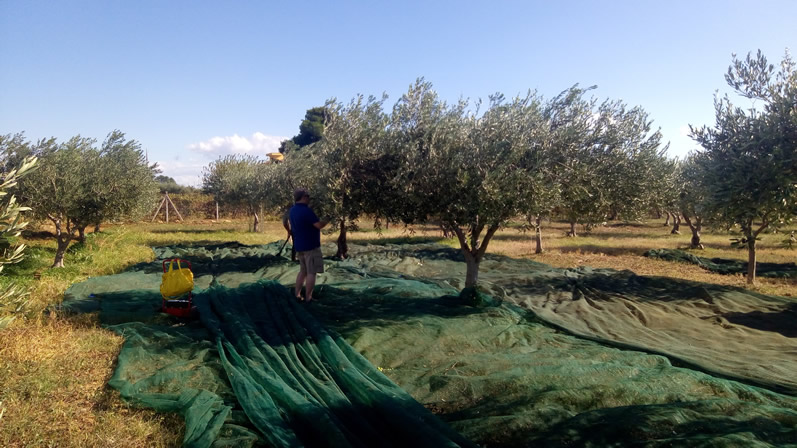 Quali sono le cultivar principali con cui si ottiene l'Olio a Menfi?