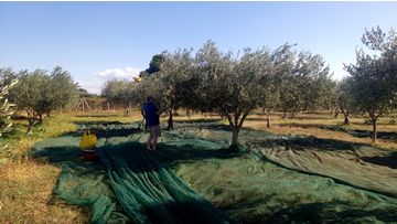 Quali sono le cultivar principali con cui si ottiene l'Olio a Menfi?