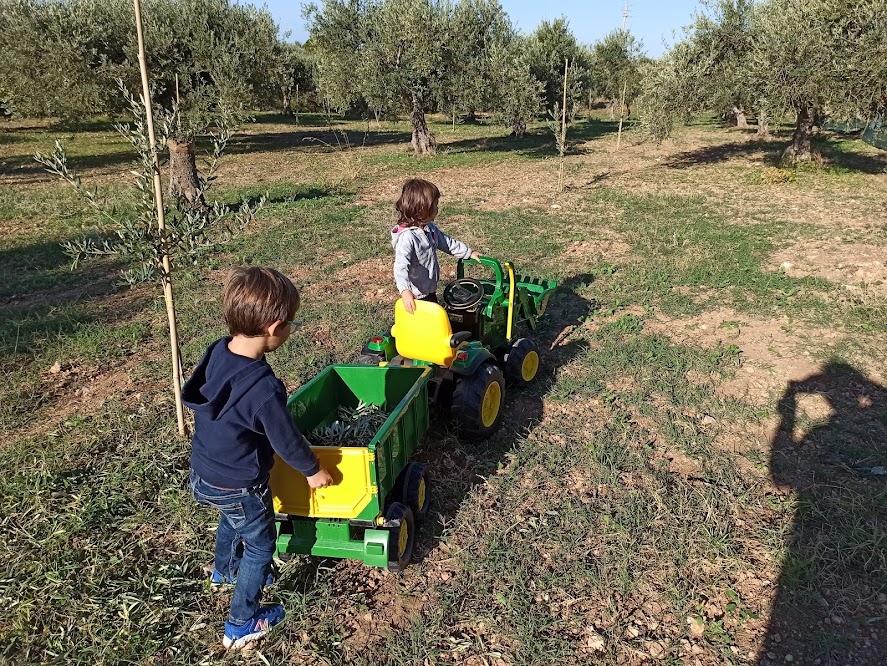 Frantoio Casale Abate e piccole mani: piccoli olivicoltori in erba