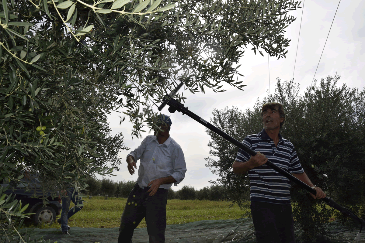 Uliveto e Olio di Casale Abate