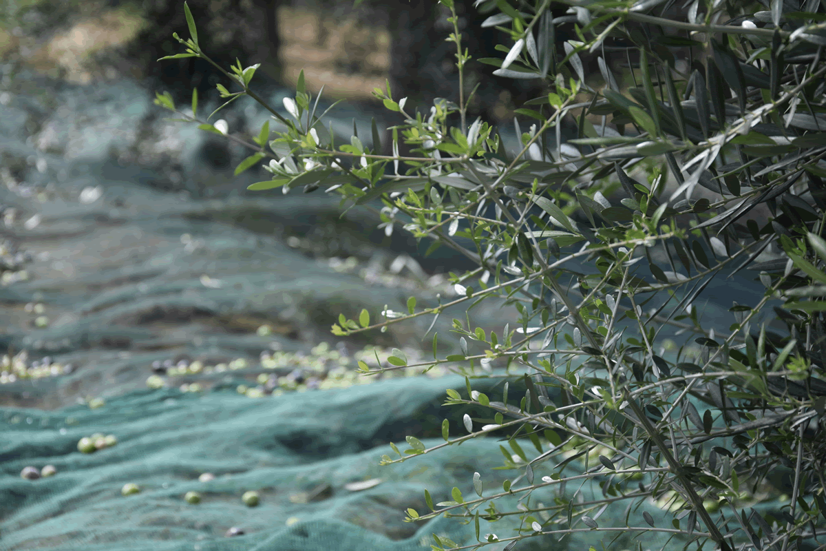 Uliveto e Olio di Casale Abate