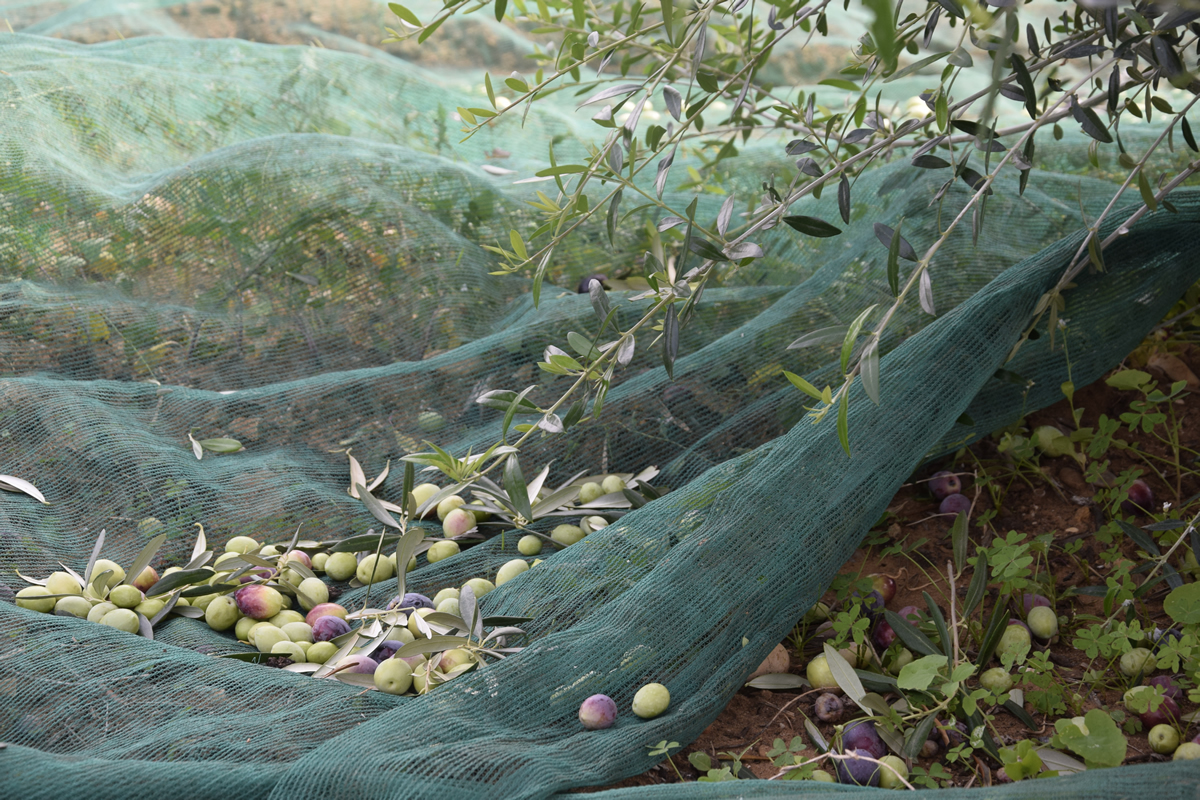 Uliveto e Olio di Casale Abate