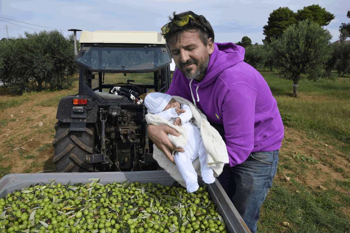 Uliveto e Olio di Casale Abate