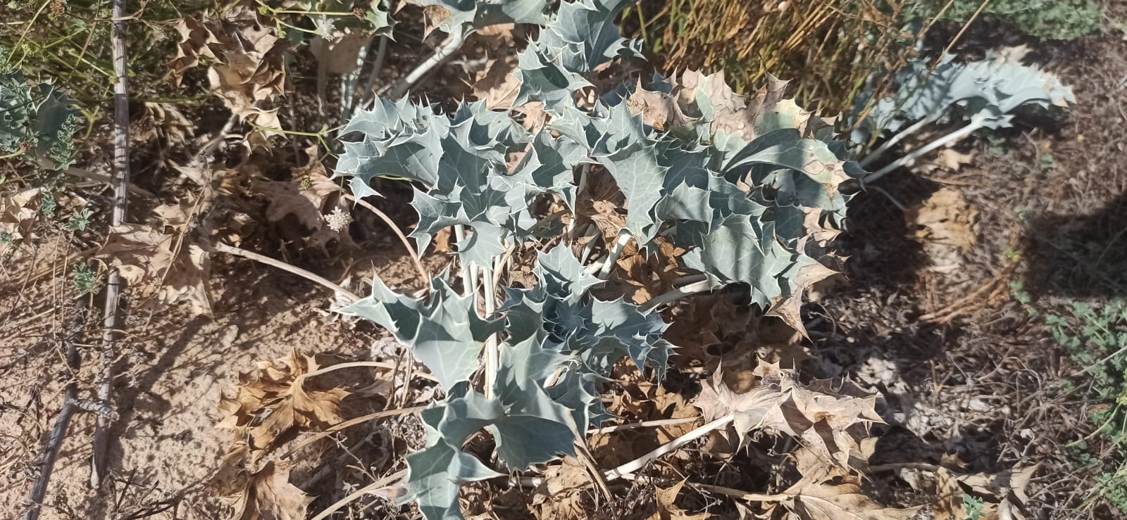 le dune di cipollazzo di menfi: biodiversità Eryngium maritimum