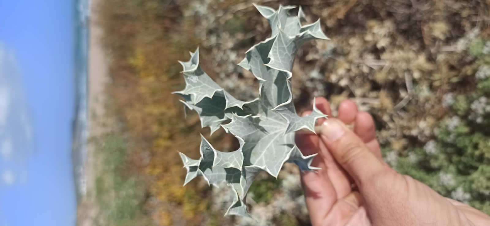 le dune di cipollazzo di menfi: biodiversità Eryngium maritimum