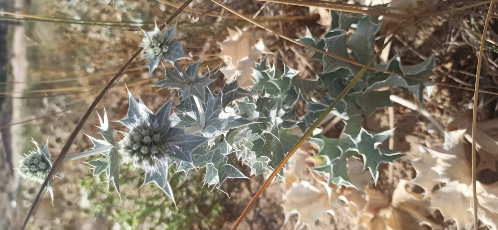 le dune di cipollazzo di menfi: biodiversità Eryngium maritimum