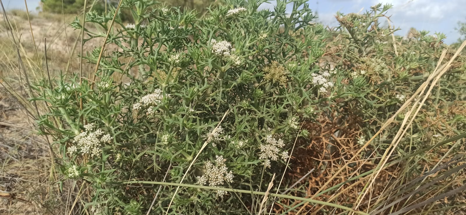 Echinophora spinosa spiaggia cipollazzo menfi