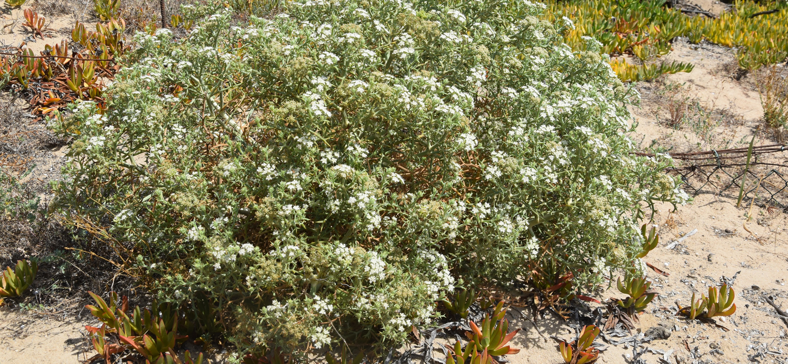 Echinophora spinosa di Contrada Cipollazzo di Menfi