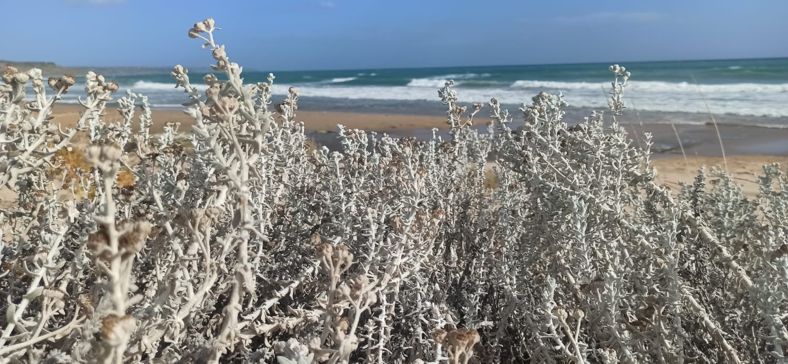 Achillea maritima di Contrada Cipollazzo Di Menfi