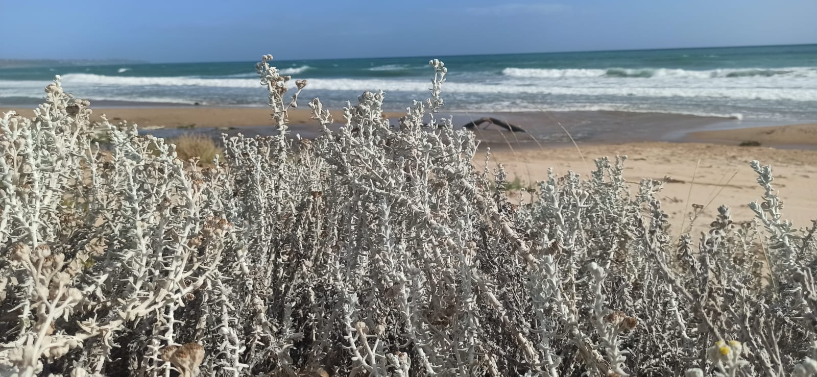 Achillea maritima di Contrada Cipollazzo Di Menfi