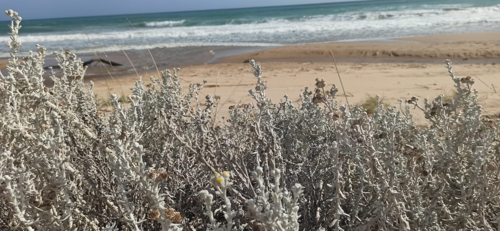 Achillea maritima di Contrada Cipollazzo Di Menfi