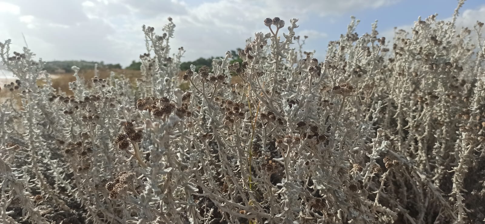 Achillea maritima di Contrada Cipollazzo Di Menfi