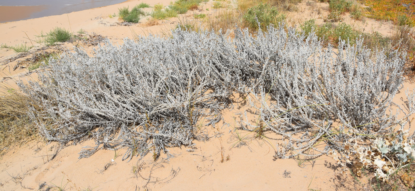 Achillea maritima di Contrada Cipollazzo Di Menfi