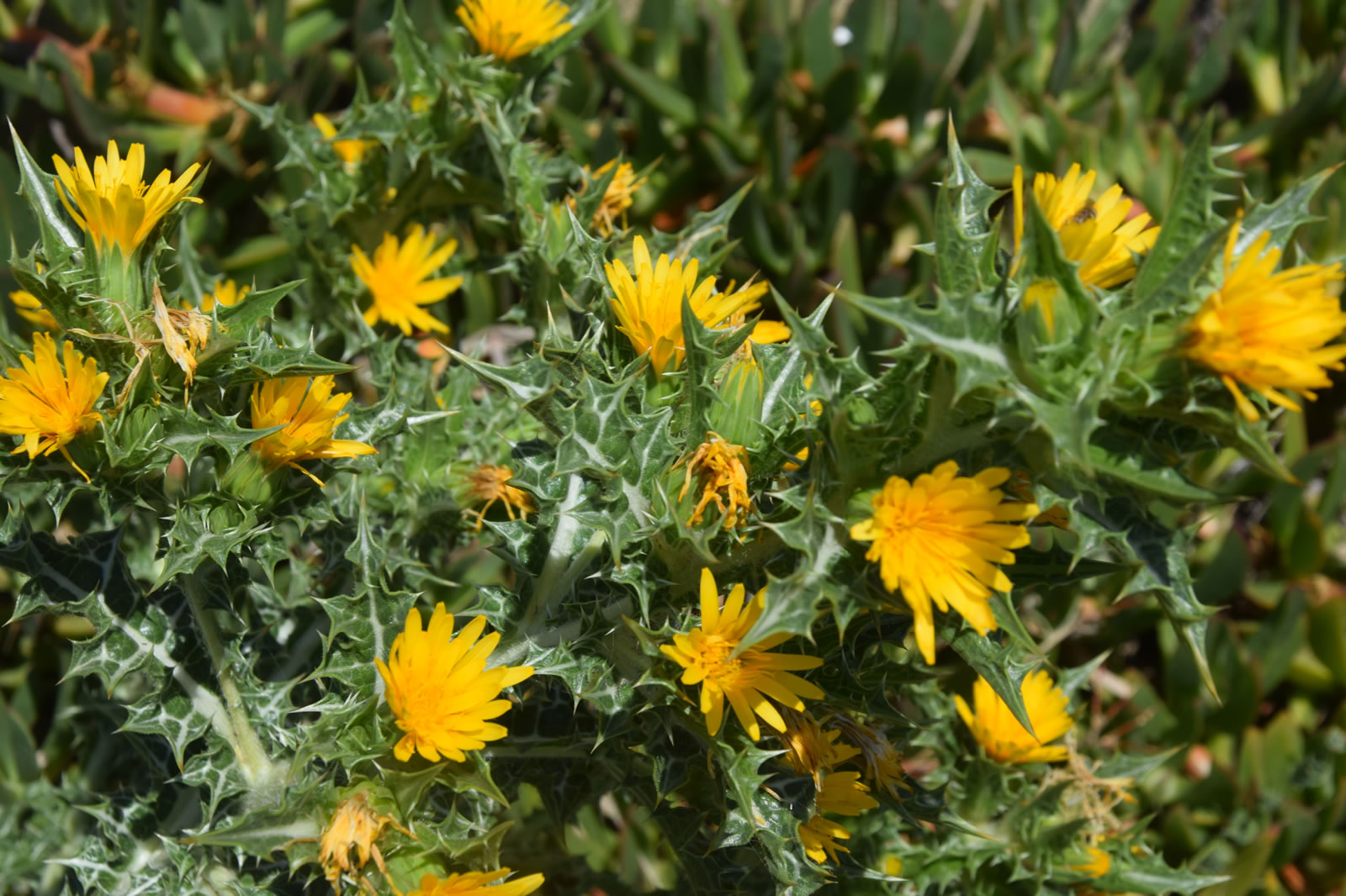 Scolymus hispanicus di Contrada Cipollazzo Di Menfi