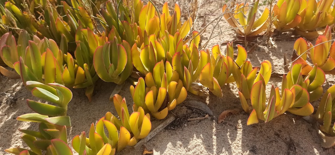 Carpobrotus edulis spiagge di Menfi