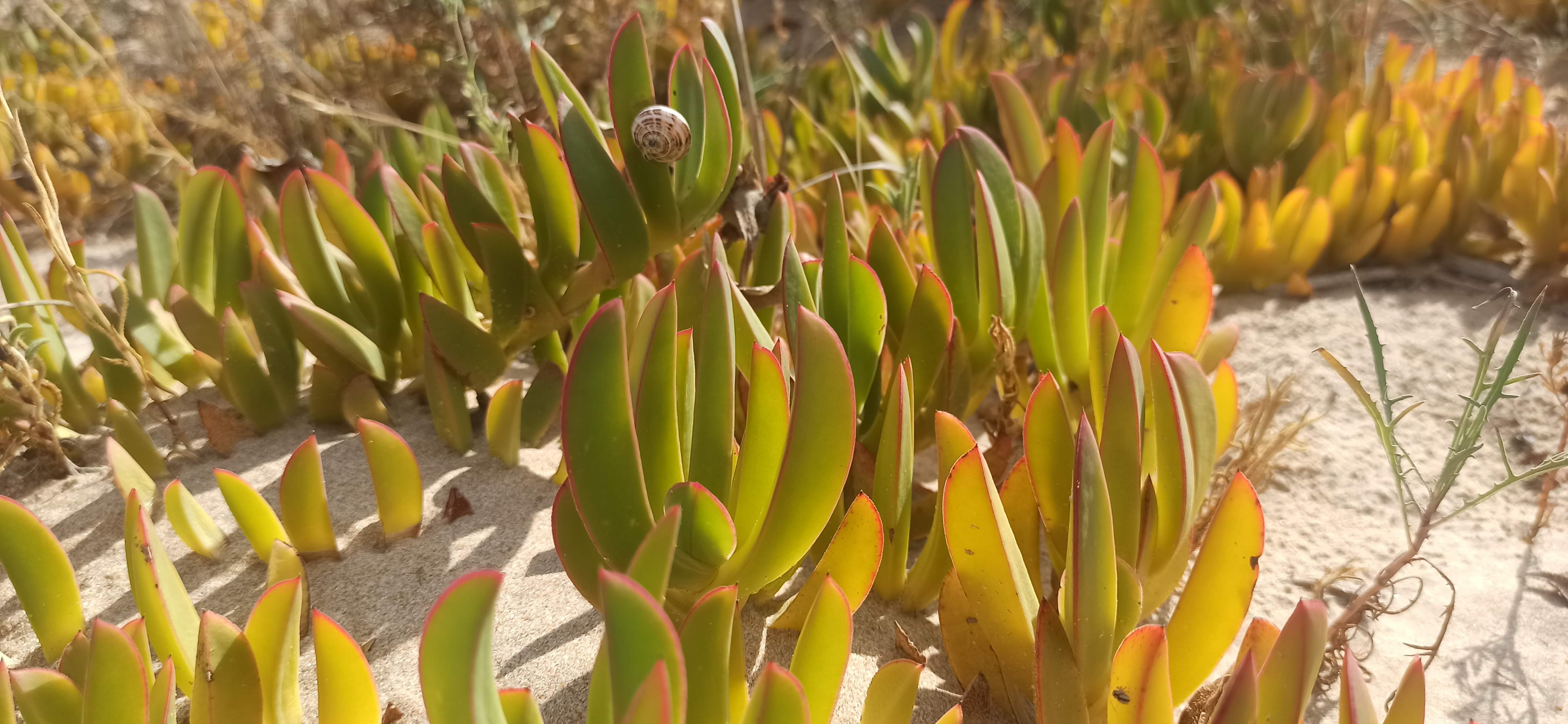 Carpobrotus edulis spiagge di Menfi