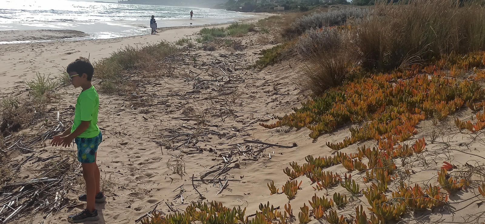 Carpobrotus edulis spiagge di Menfi