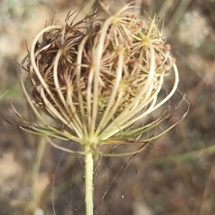 Daucus carota nelle spiagge di Menfi