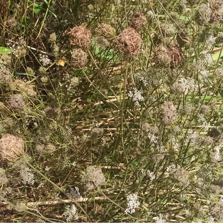 Daucus carota nelle spiagge di Menfi