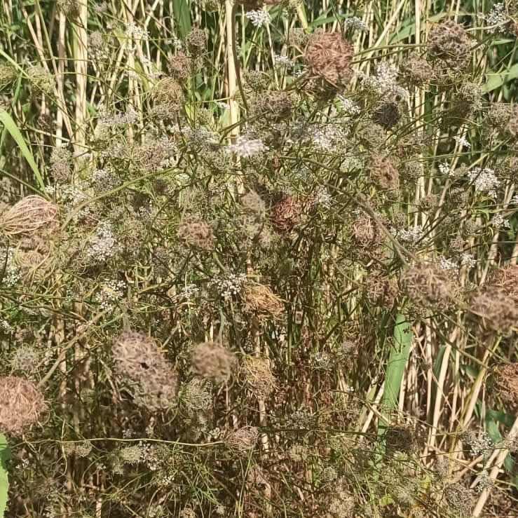 Daucus carota nelle spiagge di Menfi